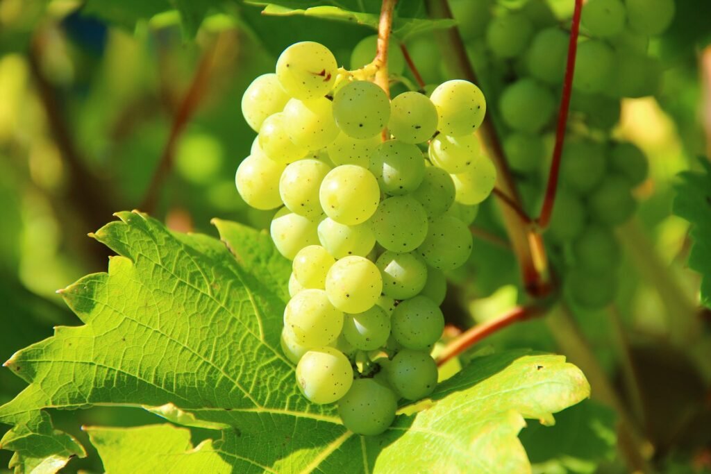 grapes 276070 1920