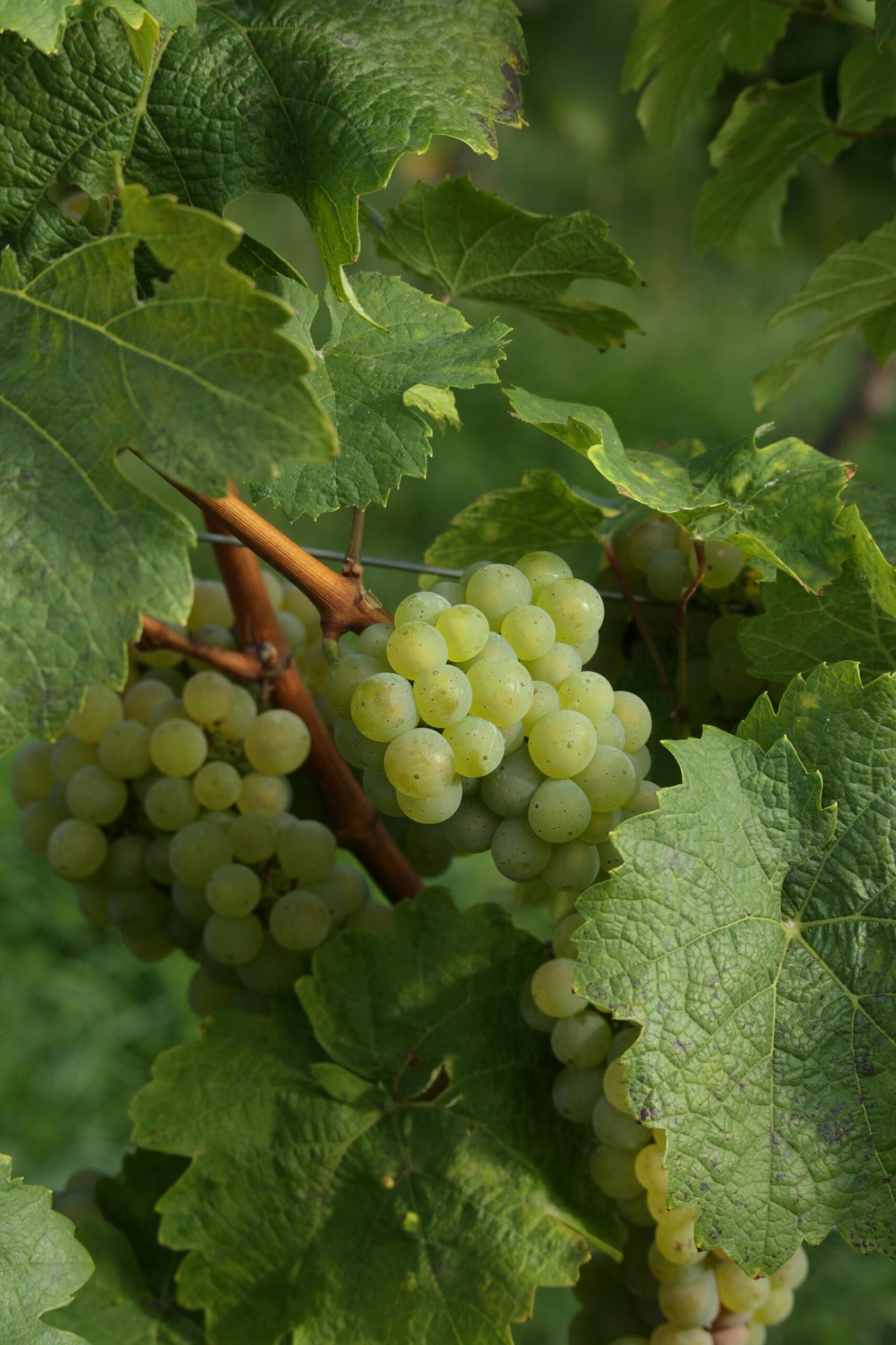 pexels anacardia 9930040