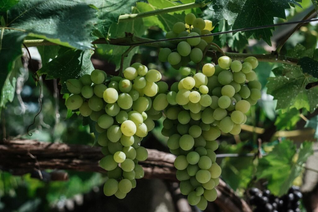 pexels igorejov 17792153