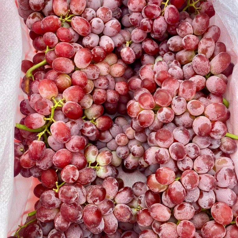 528333929 1503238947507501 3193731453772856175 n