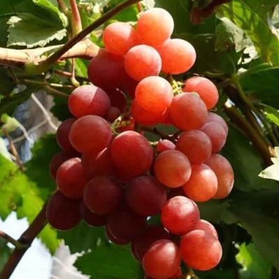red grapes mrdbs